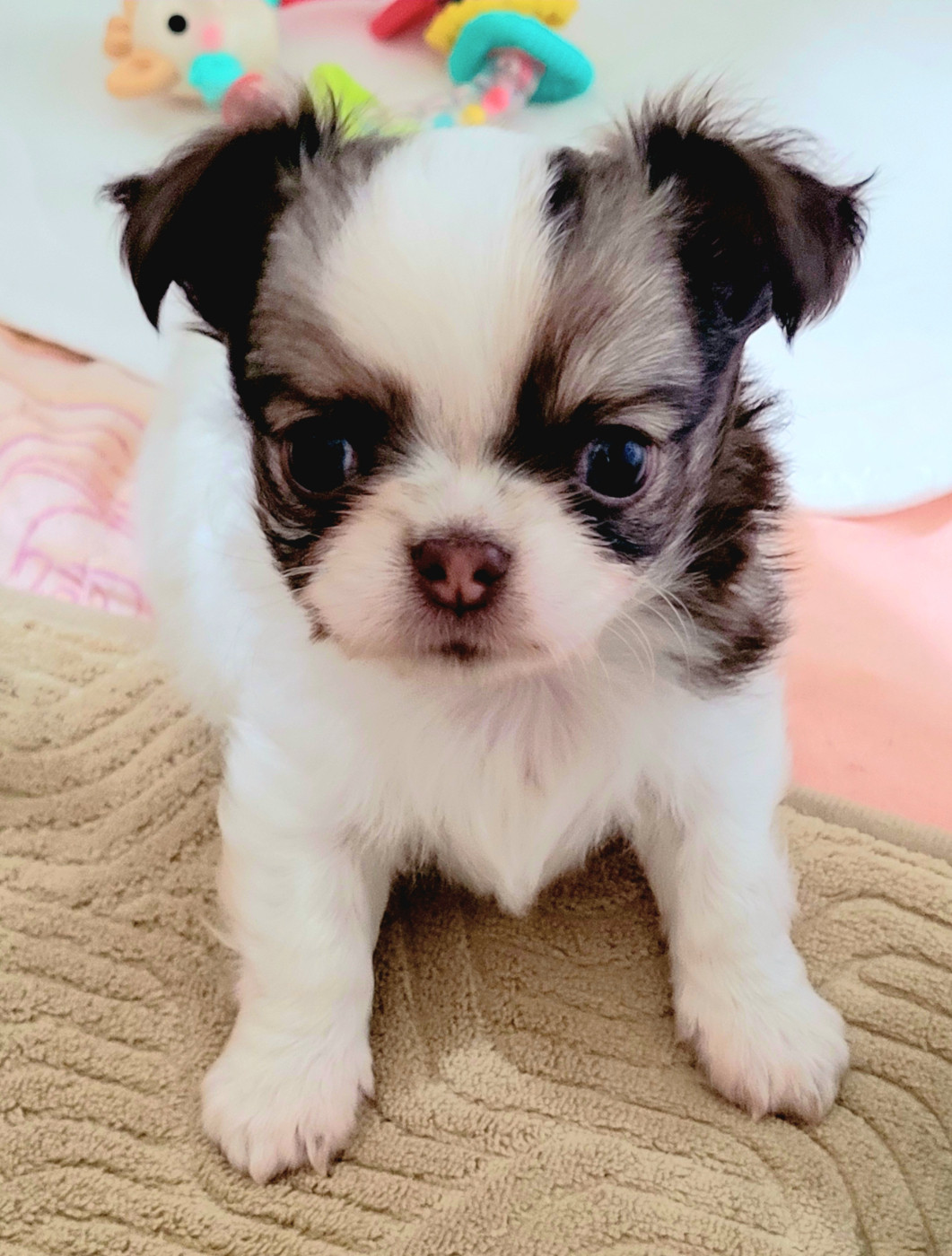 De La Source Blanche - Chiots disponibles - Chihuahua