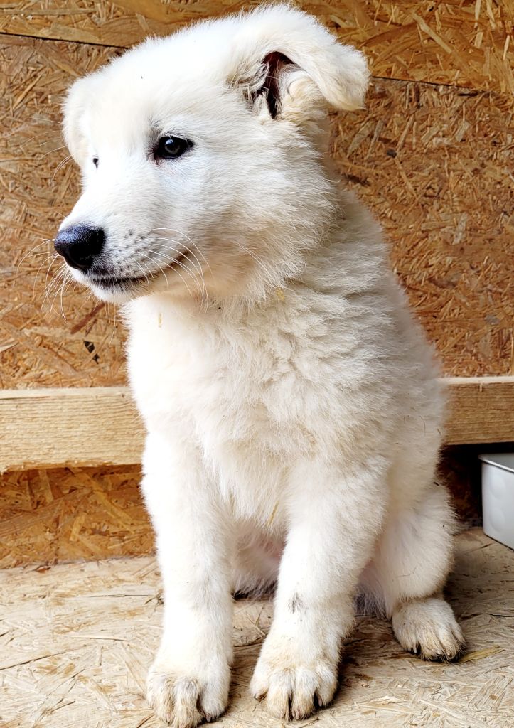 De La Source Blanche - Chiots disponibles - Berger Blanc Suisse