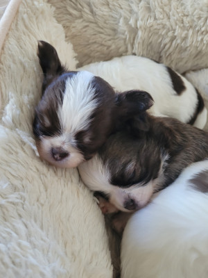 Chiot N°1