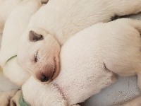CHIOT