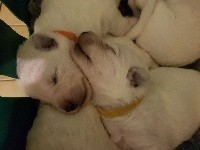 CHIOT